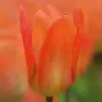 Fosteriana Tulips